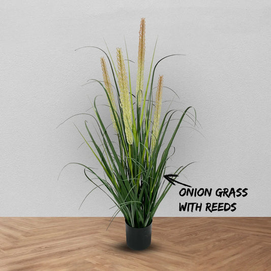 D'aromas Premium Onion grass with dual reeds plant for Cafe & Restaurants