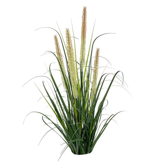 D'aromas Premium Onion grass with dual reeds plant for Cafe & Restaurants